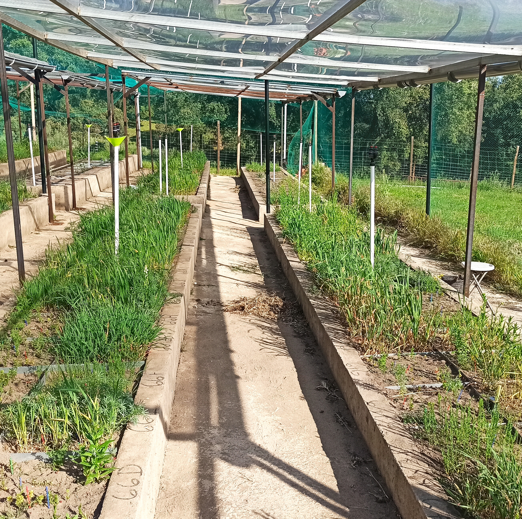 Crop diversity experiment