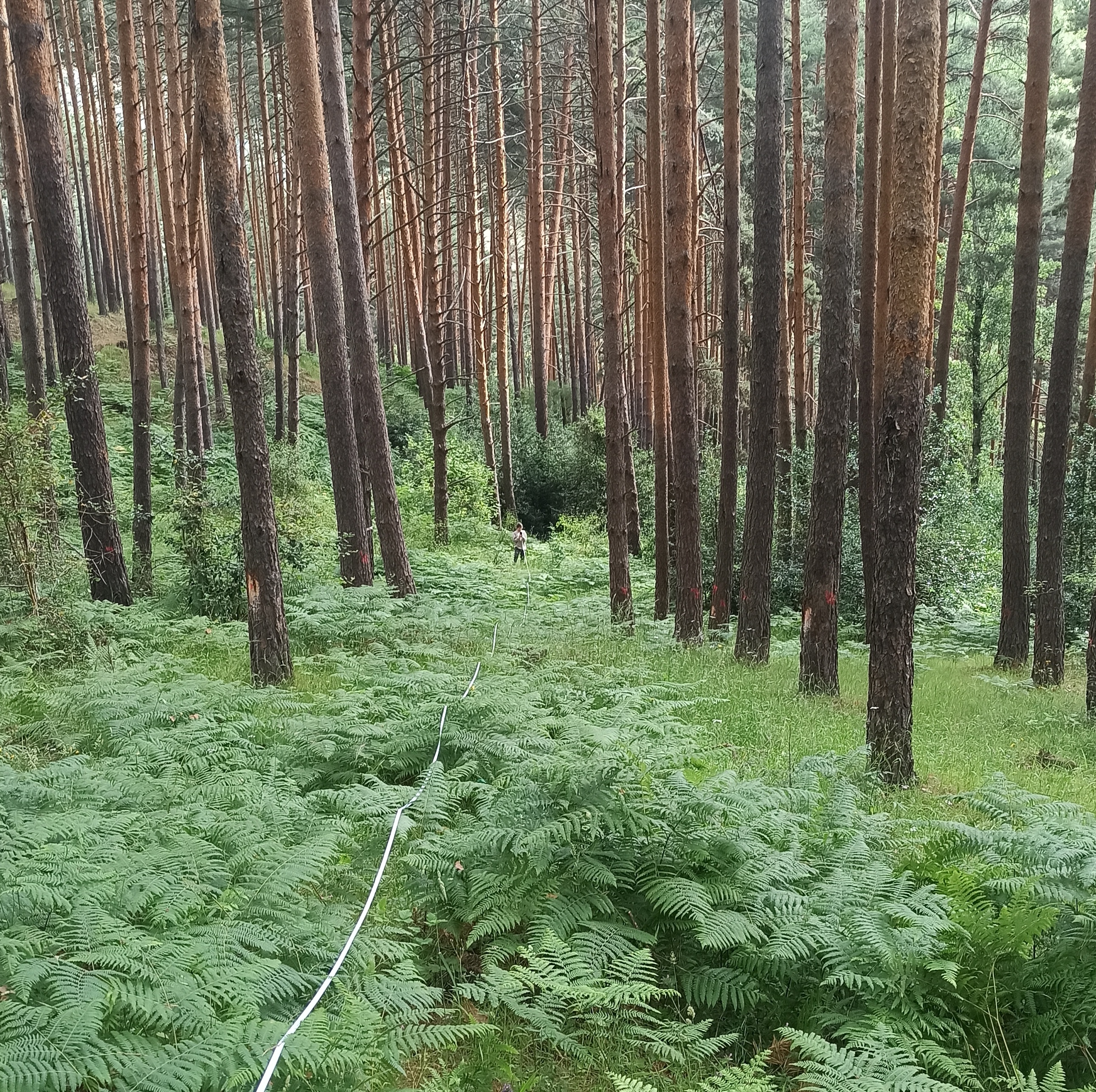 Pinus sylvestris forest